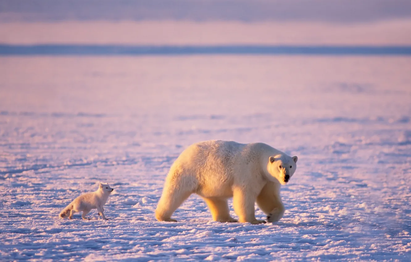 Фото обои лёд, мишка, белый медведь, арктика, песец, белые медведи