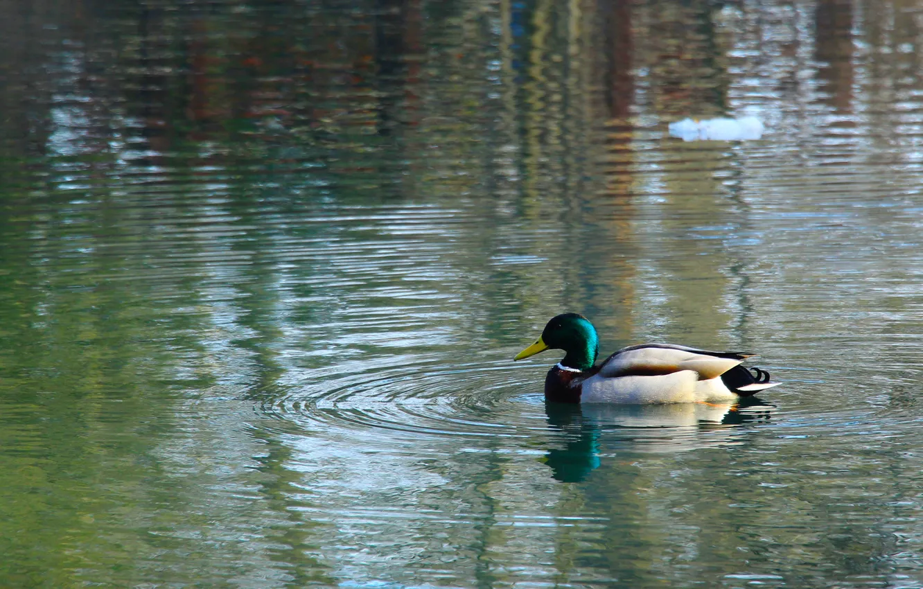 Фото обои bird, water, duck