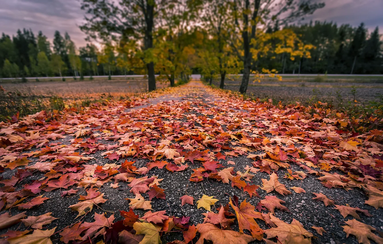 Фото обои листья, природа, дорога
