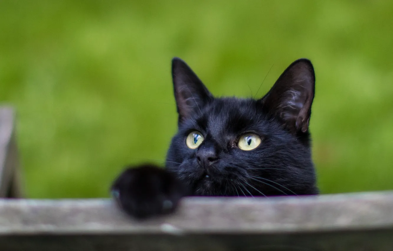 Фото обои кот, черный, любопытство
