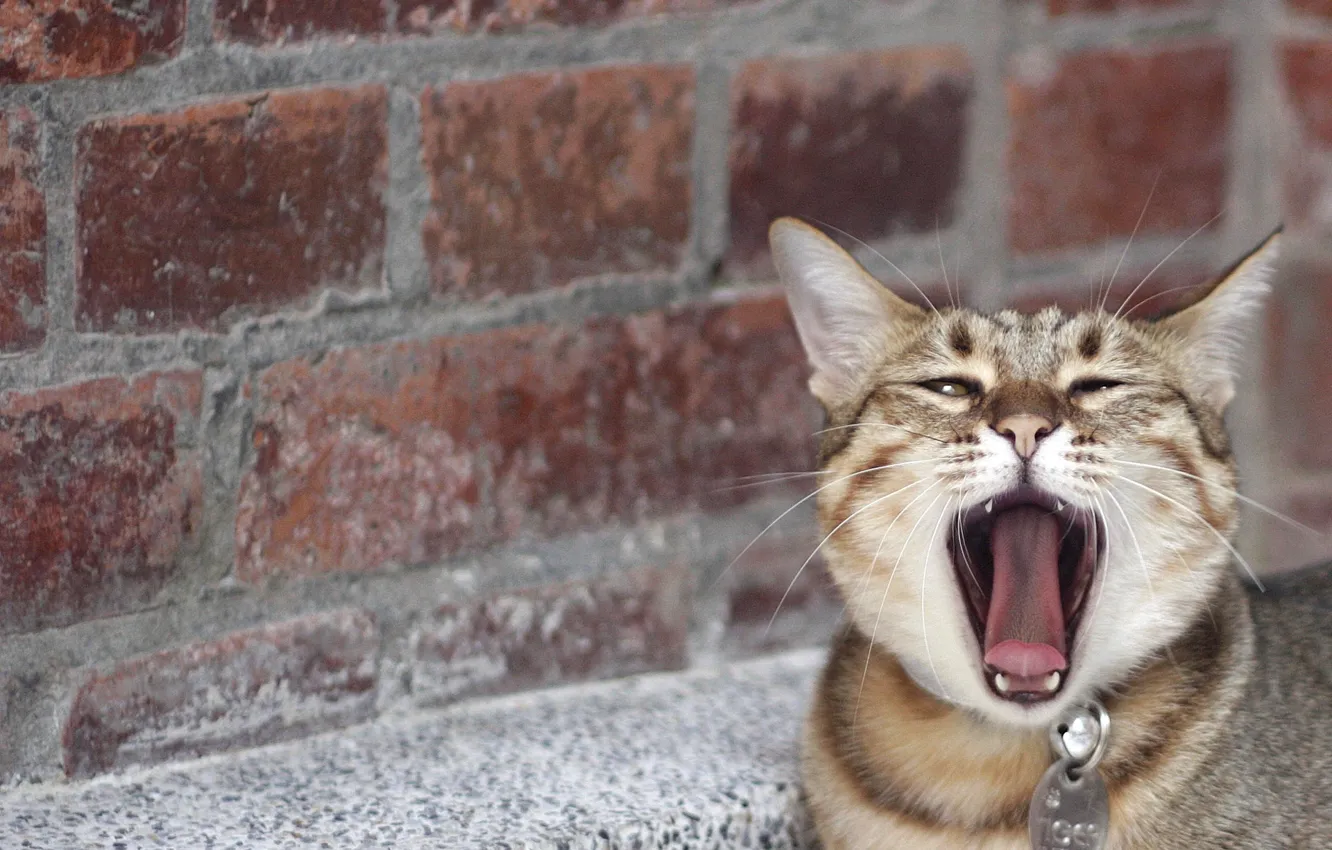 Фото обои язык, кошка, кот, усы, морда, стена, кирпич, нос