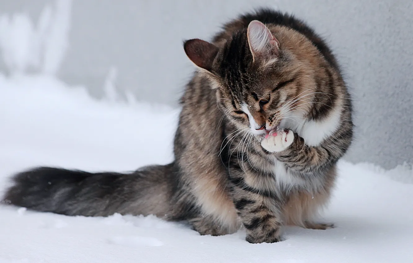Фото обои кот, снег, лапки, сидит, вылизывается