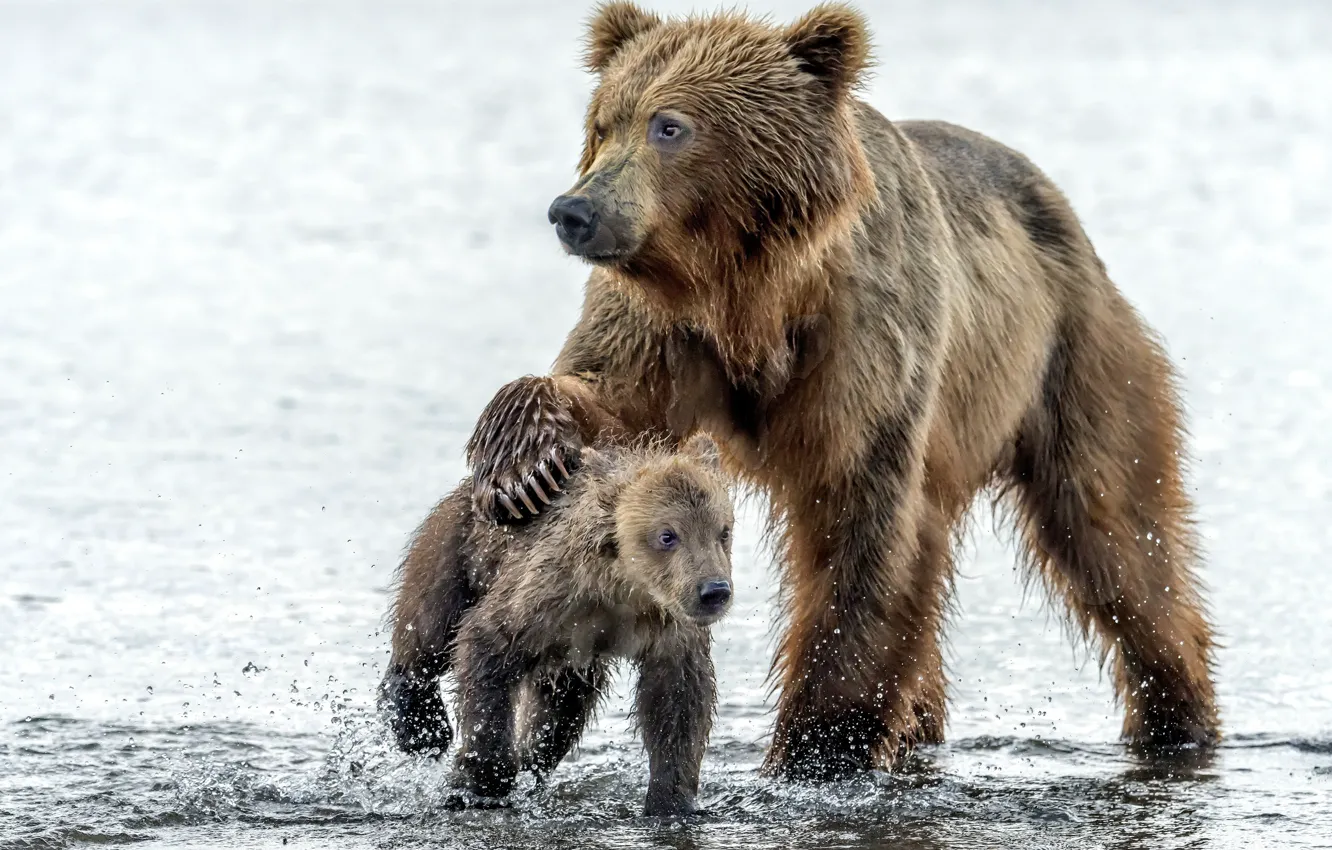 Фото обои вода, капли, медведь, медведи, медвежонок, мокрые, медведица