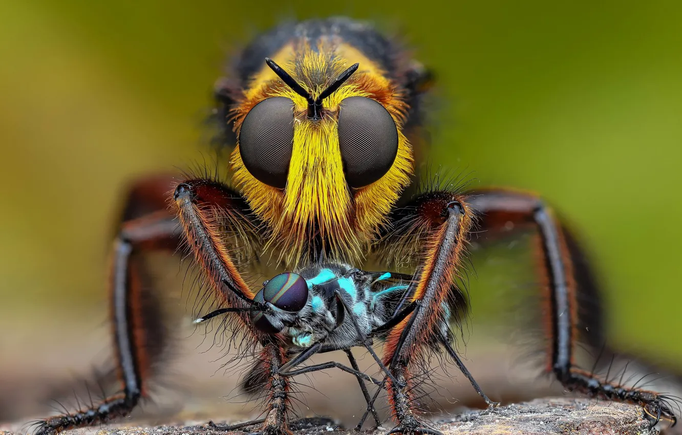Фото обои глаза, взгляд, макро, насекомые, муха, две, мухи, мушка