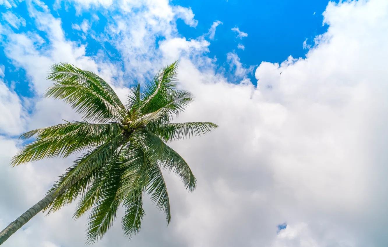 Фото обои небо, облака, природа, пальма, sky, nature, clouds, palm trees
