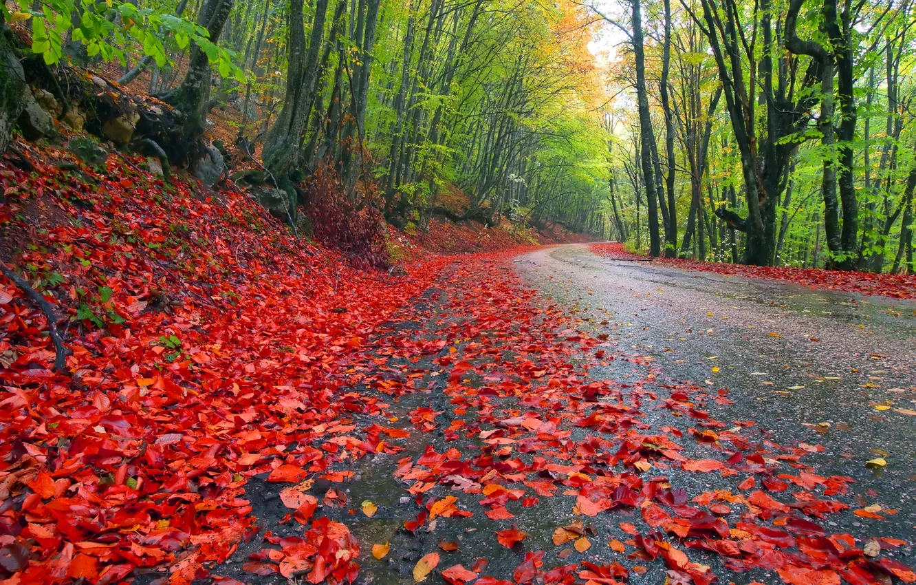 Фото обои дорога, осень, лес, небо, листья, деревья, пейзаж, природа