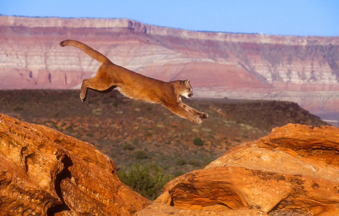 Фото обои кошка, природа, прыжок, пума, горный лев, кугуар