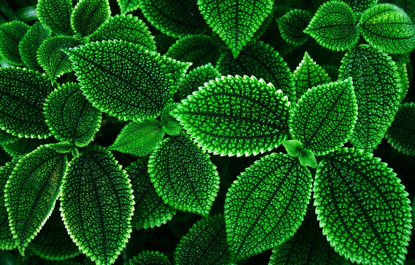 Фото обои растения, контур, листочки, пиловидный, зелёненькие