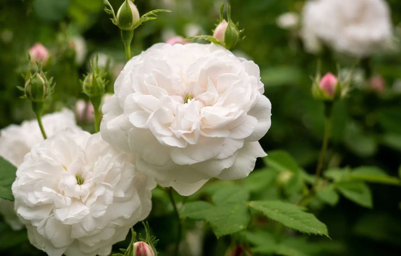 Фото обои белый, розы, бутоны