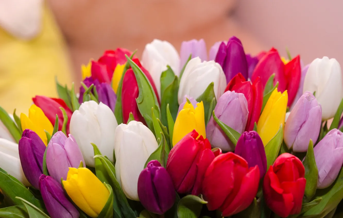 Фото обои весна, тюльпаны, разноцветные