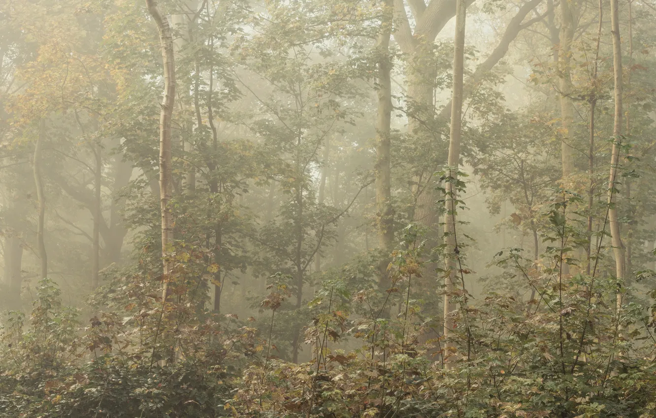 Фото обои лес, листья, туман