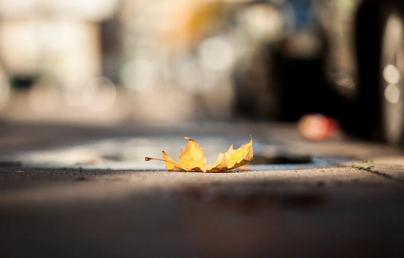Фото обои желтый, лист, улица, опавший, боке, осенний