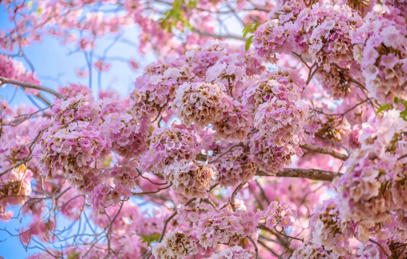 Фото обои цветы, ветки, весна, розовые, цветение, pink, blossom, flowers