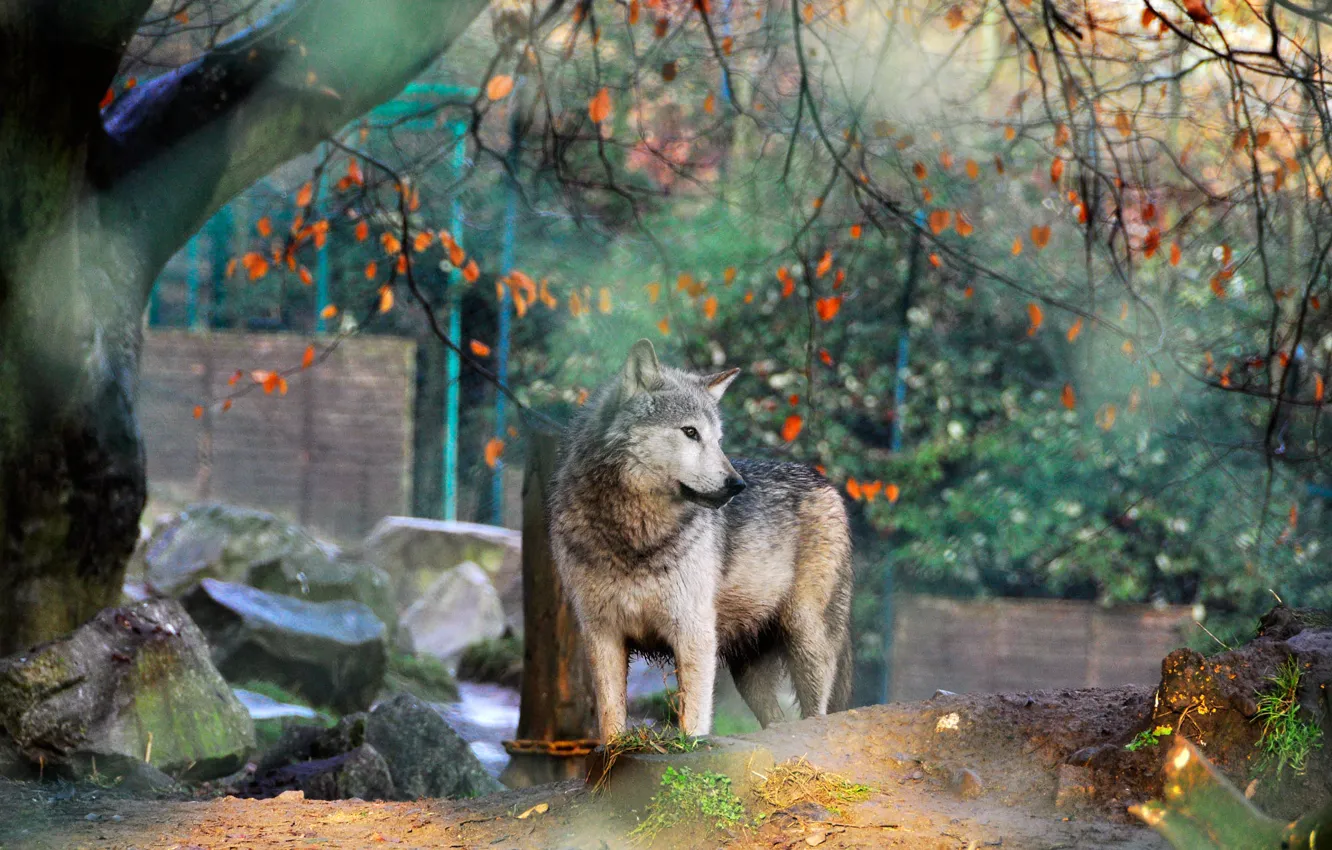 Фото обои осень, листья, ветки, поза, камни, серый, дерево, волк