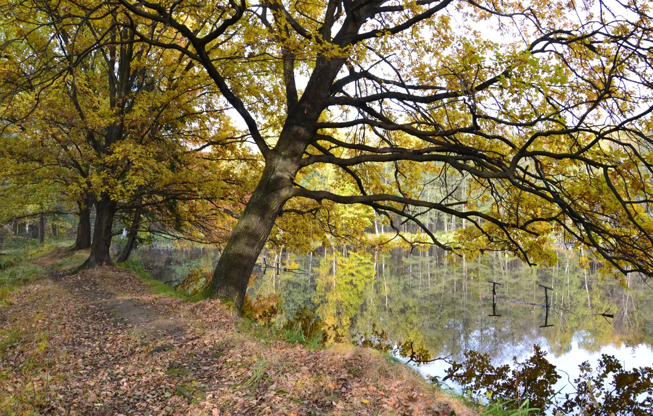 Фото обои осень, озеро, Autumn, lake, fall