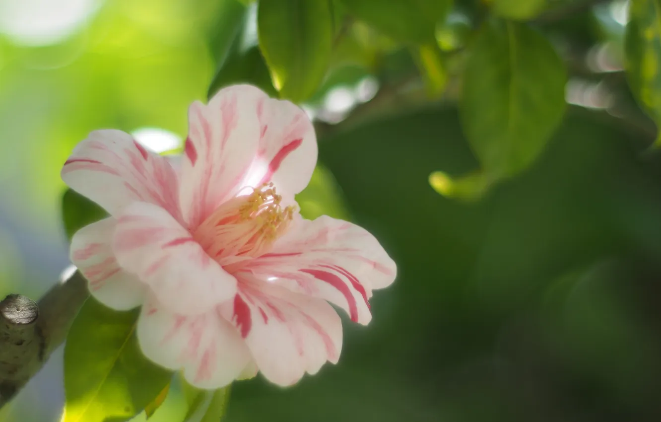 Фото обои белый, цветок, листья, блики, ветка, чайная, розовый. камелия