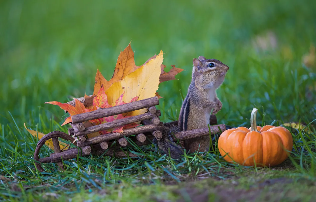 Фото обои осень, трава, листья, природа, урожай, тыква, тележка, бурундук