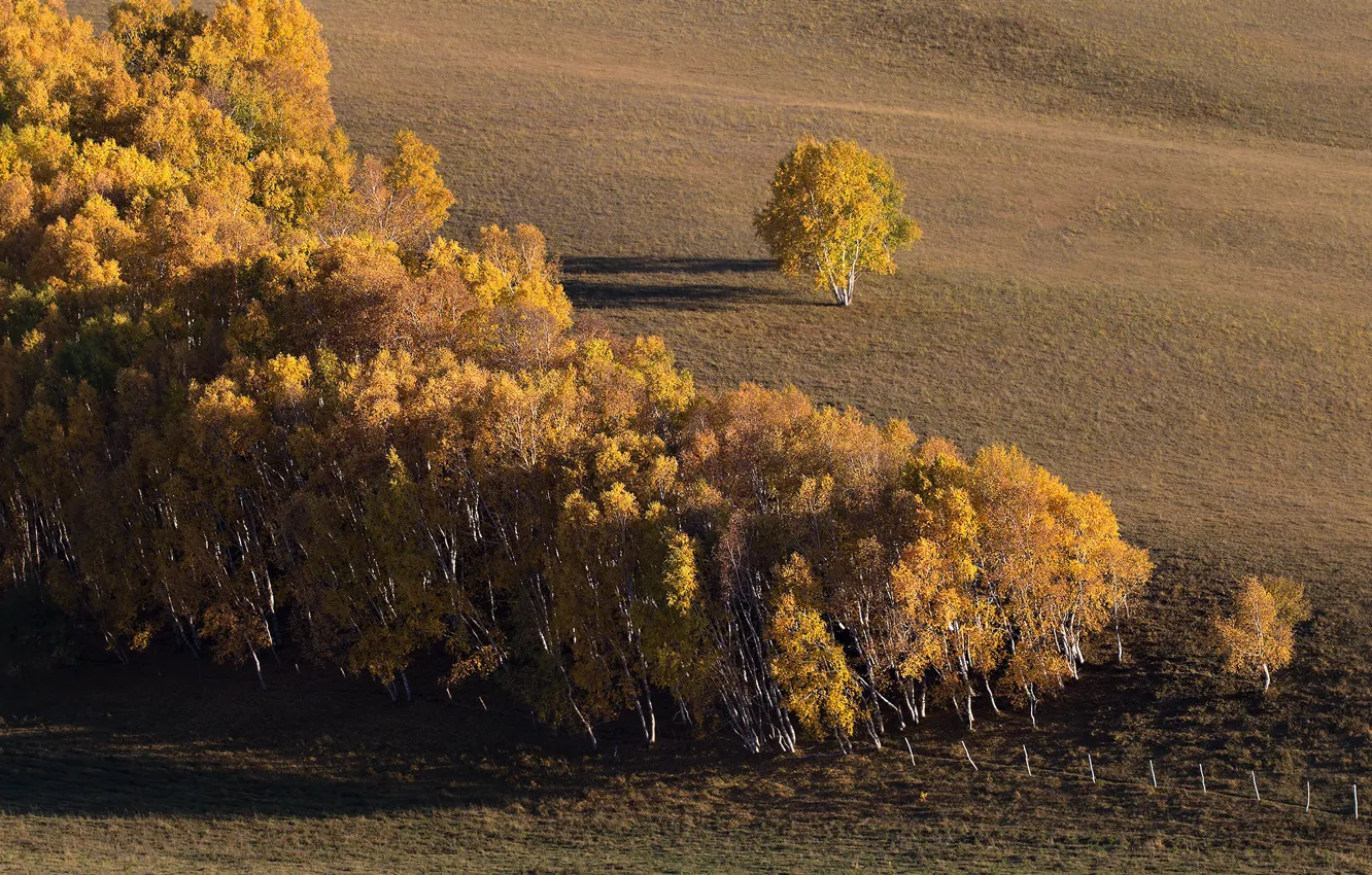 Фото обои поле, осень, деревья