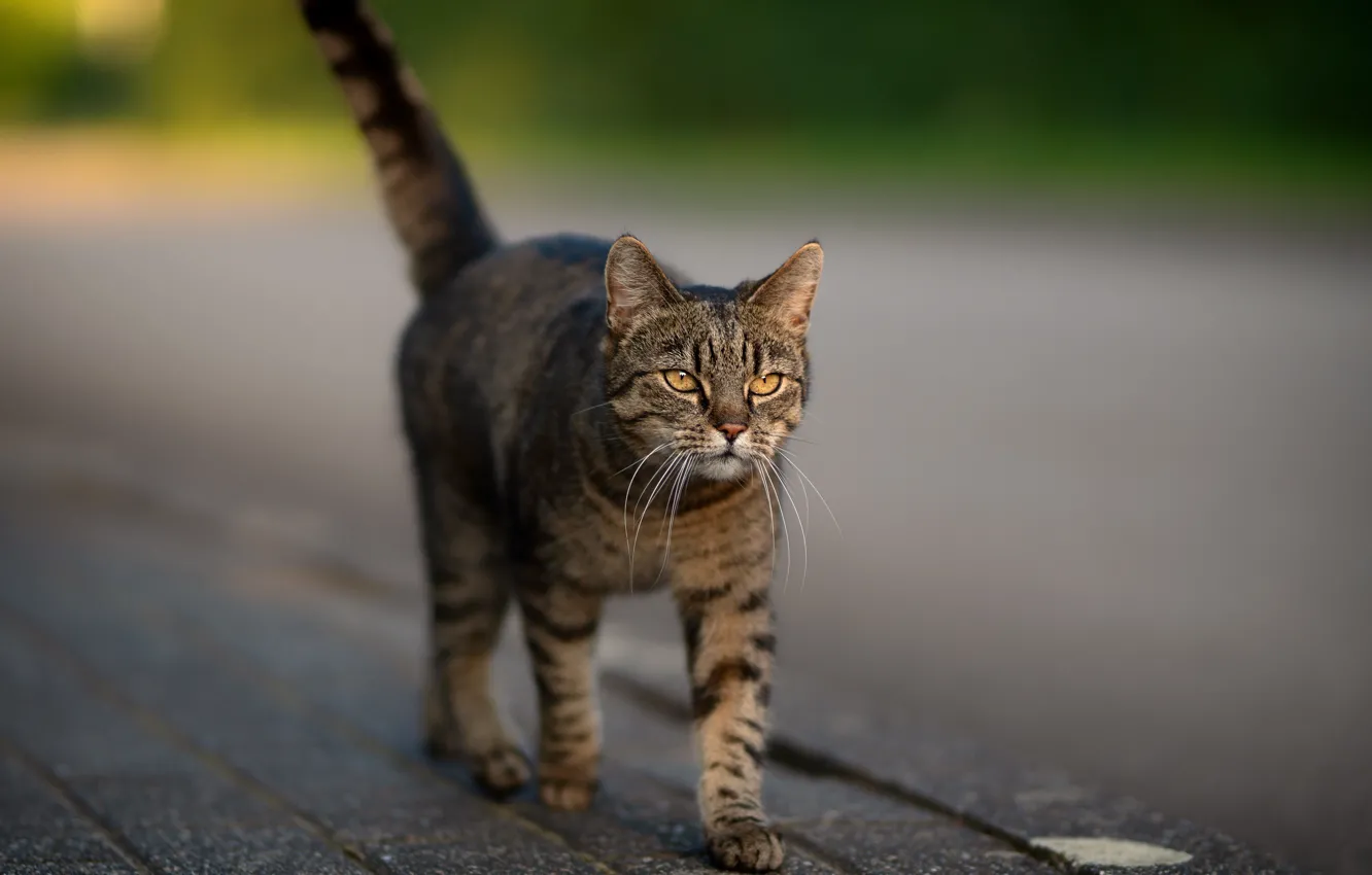 Фото обои дорога, кошка, кот, серый, улица, плитка, хвост, прогулка