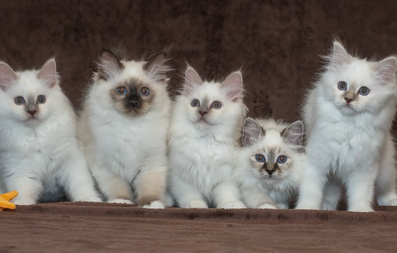 Фото обои игрушка, малыш, котёнок