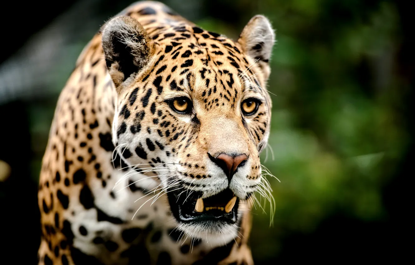 Фото обои взгляд, морда, хищник, леопард, оскал, большая кошка