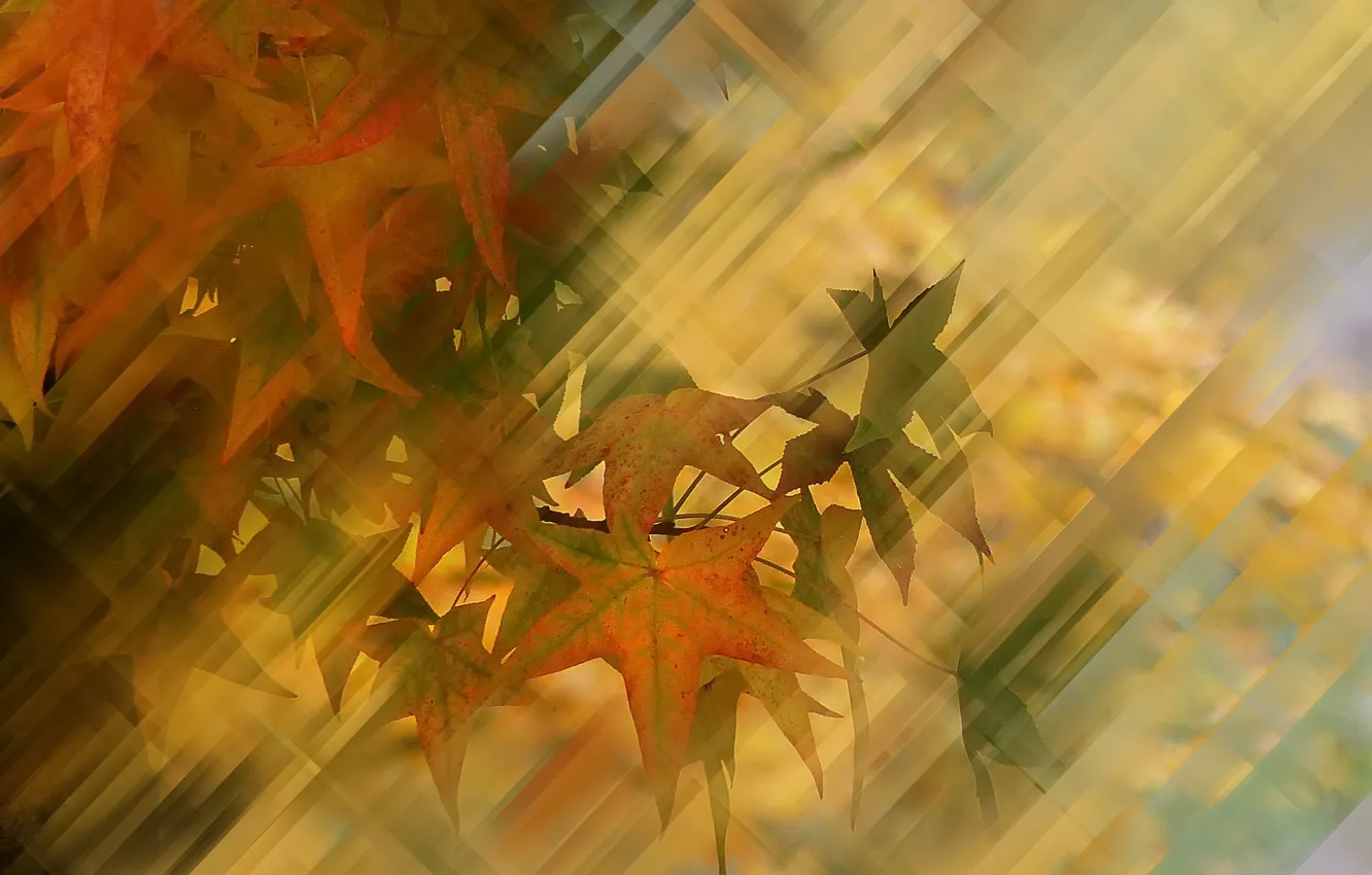 Фото обои осень, листья, фон