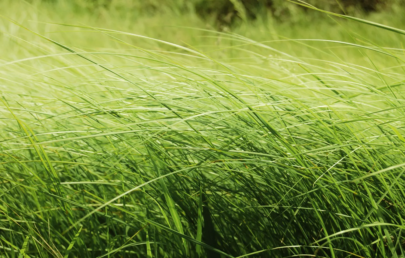 Фото обои поле, трава, макро, природа, красота