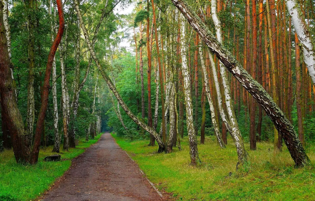 Фото обои green, forest, road, park, tree, spring