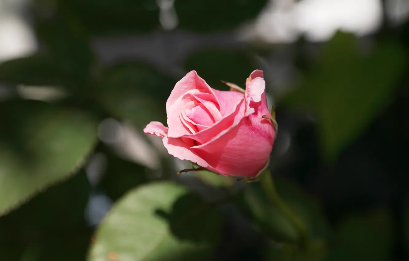 Фото обои розовая, роза, rose