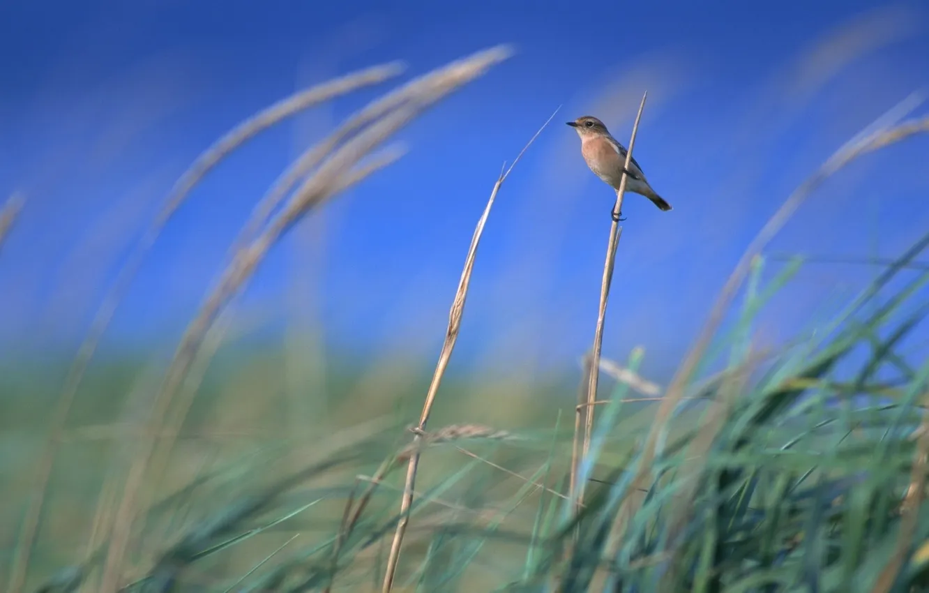 Фото обои небо, трава, ветер, колосья, птичка