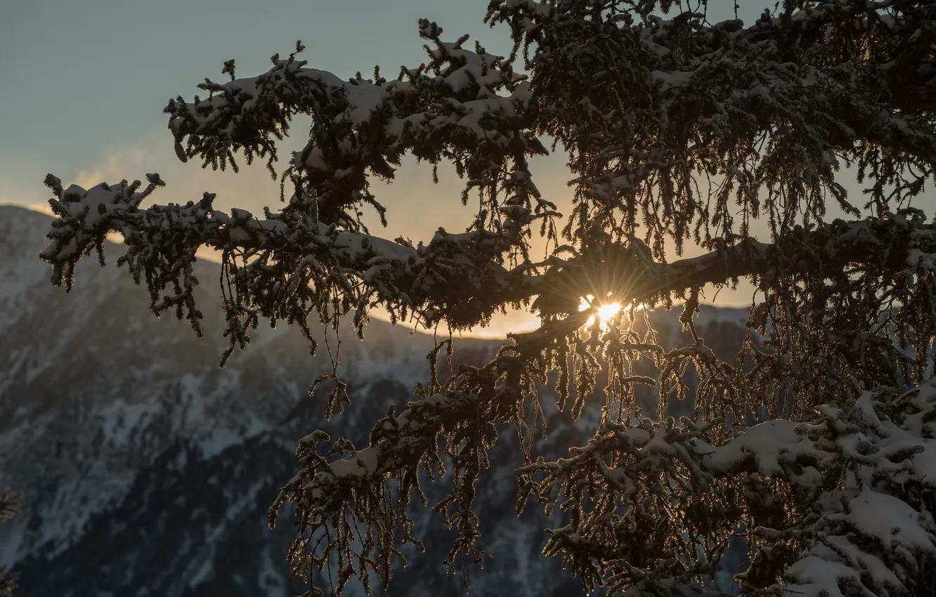 Фото обои зима, снег, пейзаж, горы, рассвет, елка, ветка