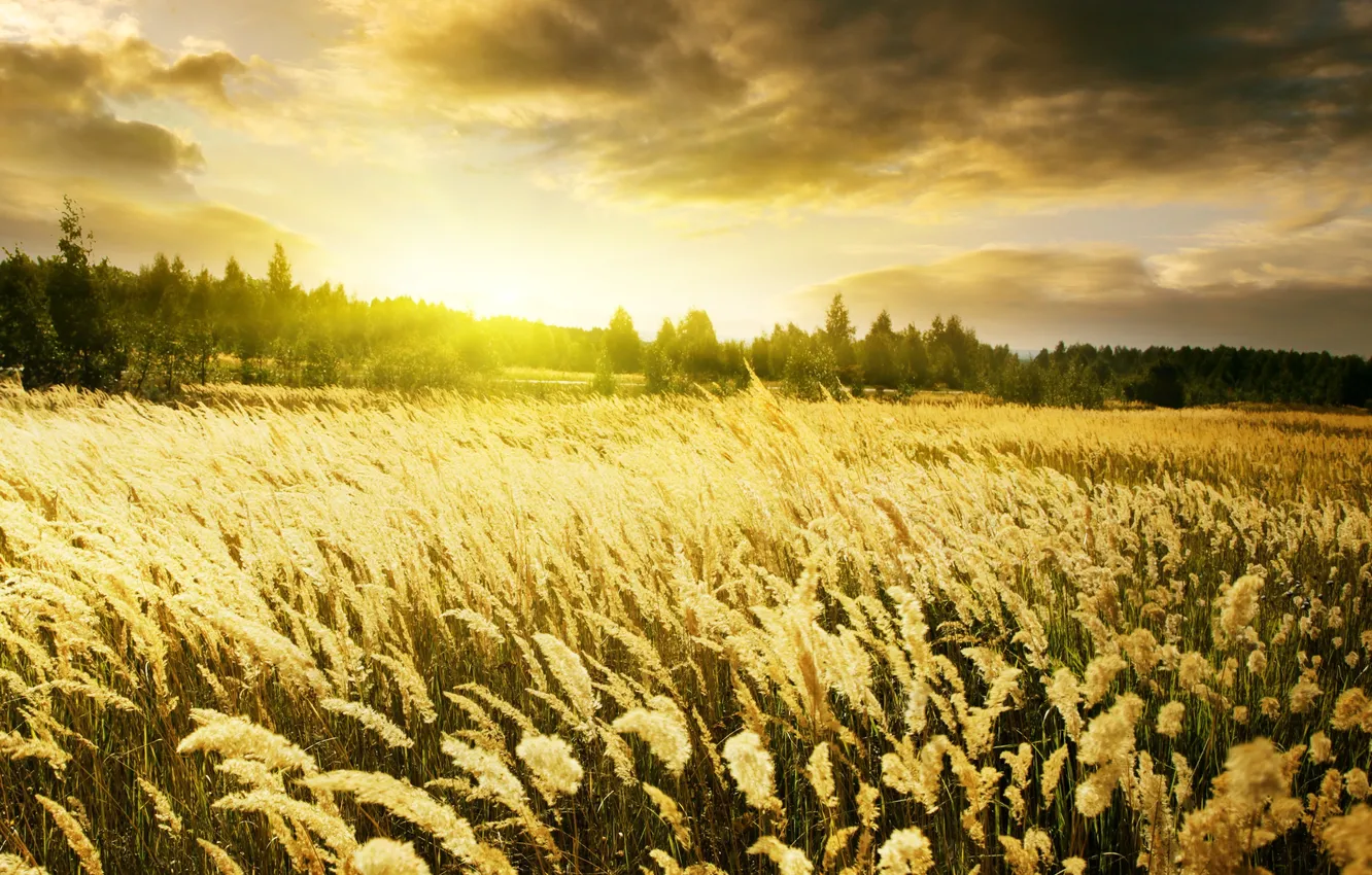 Фото обои пшеница, поле, небо, природа, рассвет, колоски, золотые, Warm Sunrise
