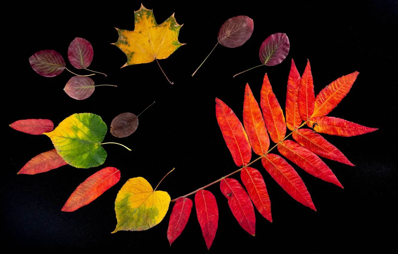 Фото обои осень, листья, черный фон, гербарий