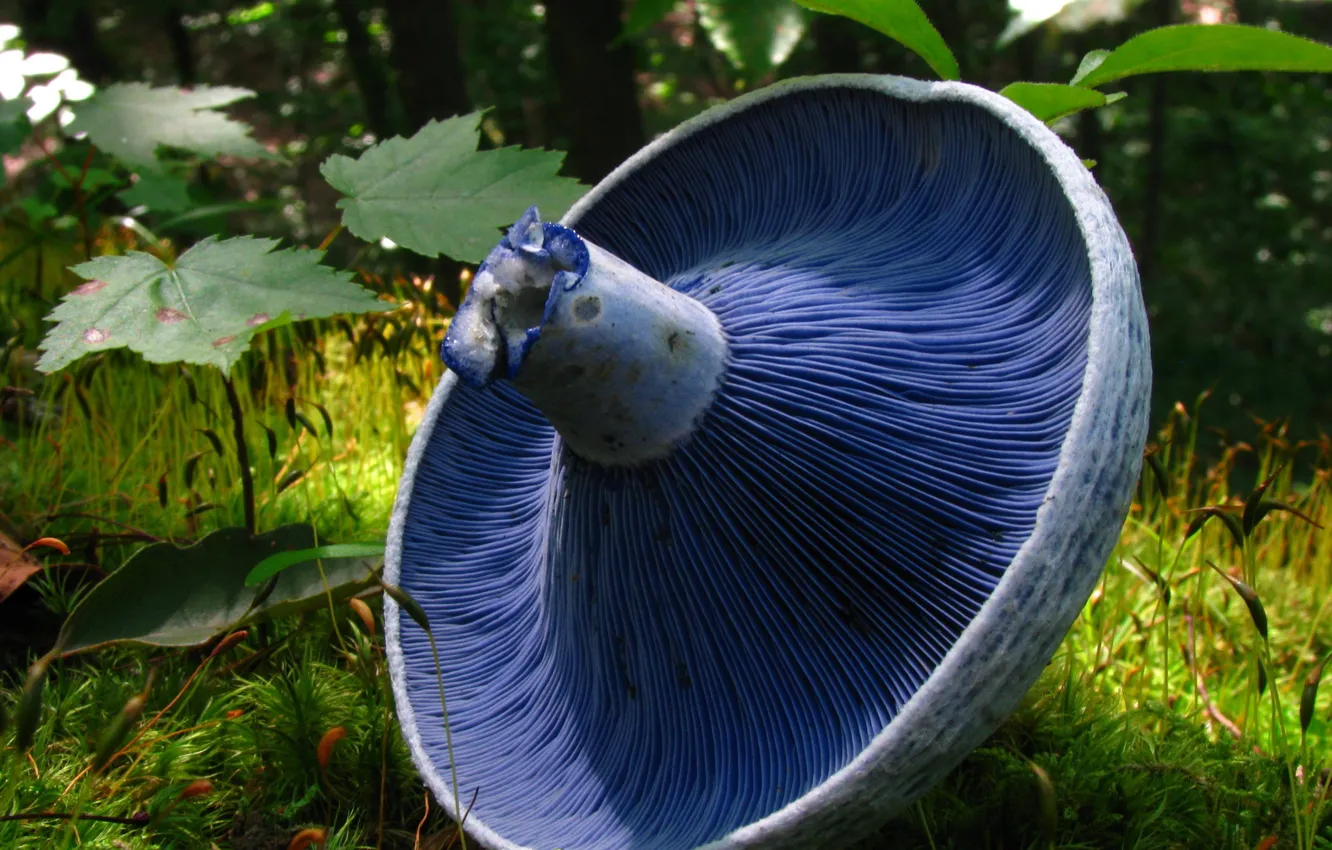 Фото обои лес, синий, гриб, Млечник голубой, Сыроежковые