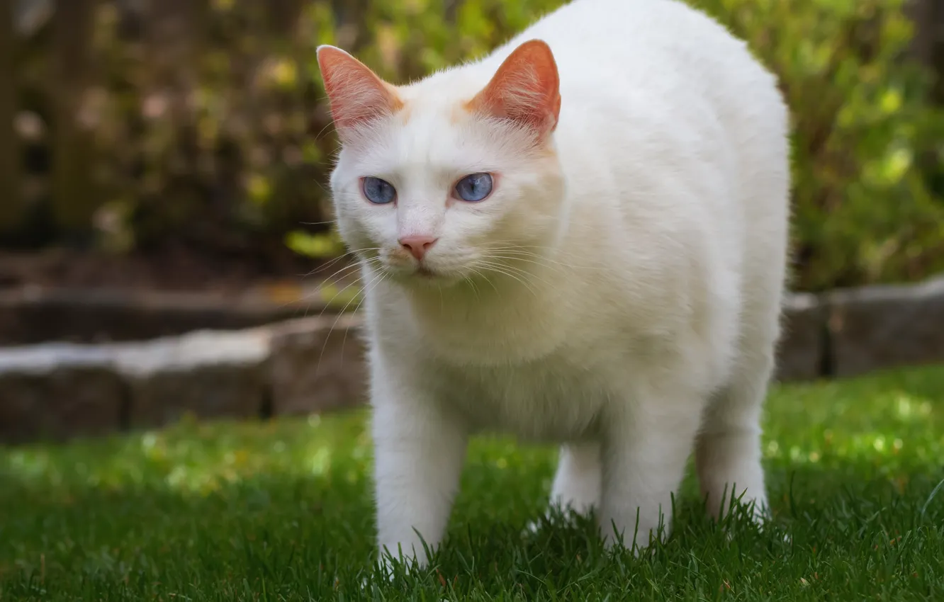 Фото обои зелень, кошка, белый, трава, кот, взгляд, весна, сад