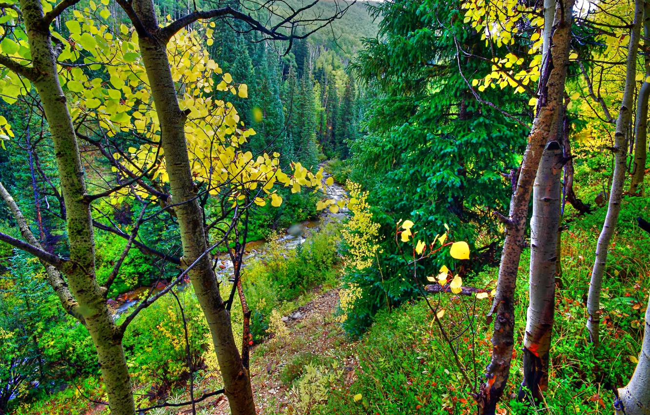 Фото обои осень, лес, листья, деревья, горы, река, склон