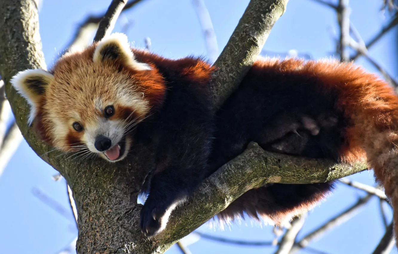 Фото обои ветки, природа, дерево, животное, красная панда, малая панда