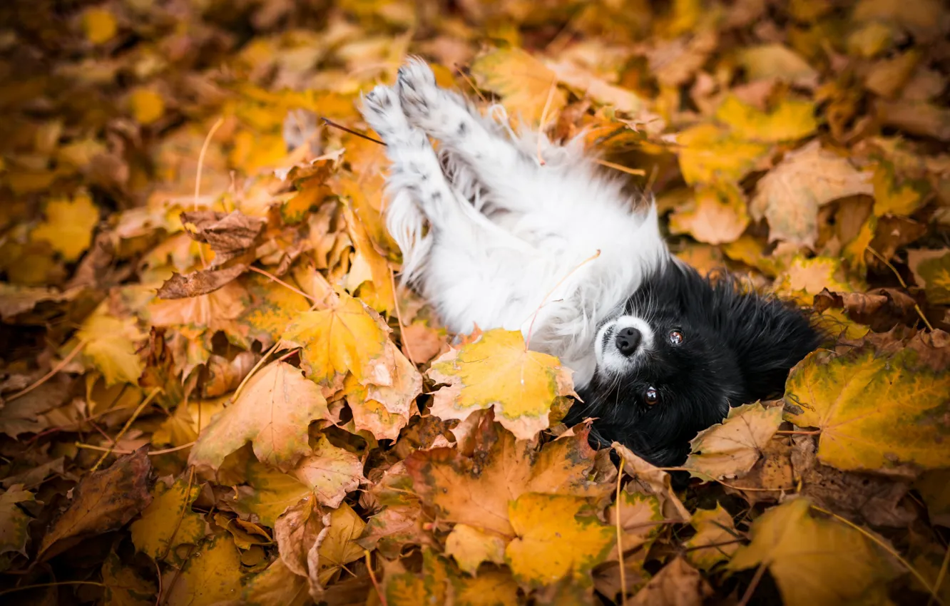 Фото обои осень, листья, поза, листва, собака, лежит, собачка, малышка