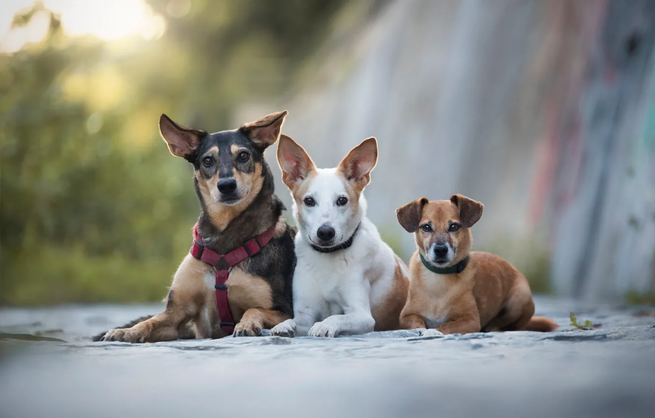 Фото обои собаки, взгляд, фон, щенки, щенок, три, трио, друзья