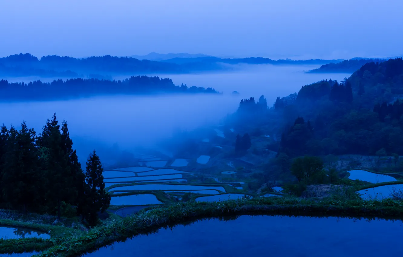 Фото обои лес, деревья, туман, озеро, утро