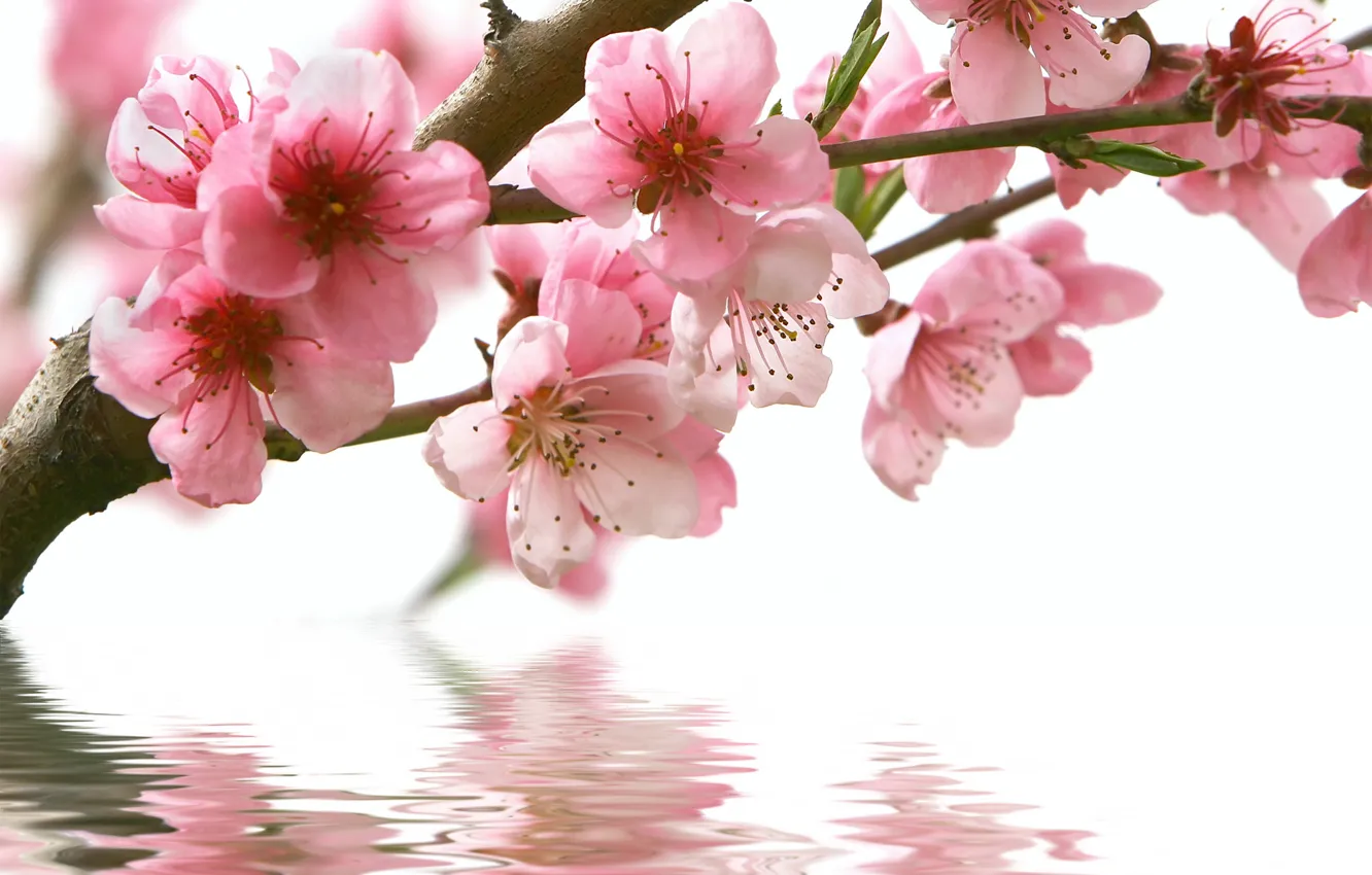 Фото обои вода, цветы, отражение, ветка, весна, сакура, розовые