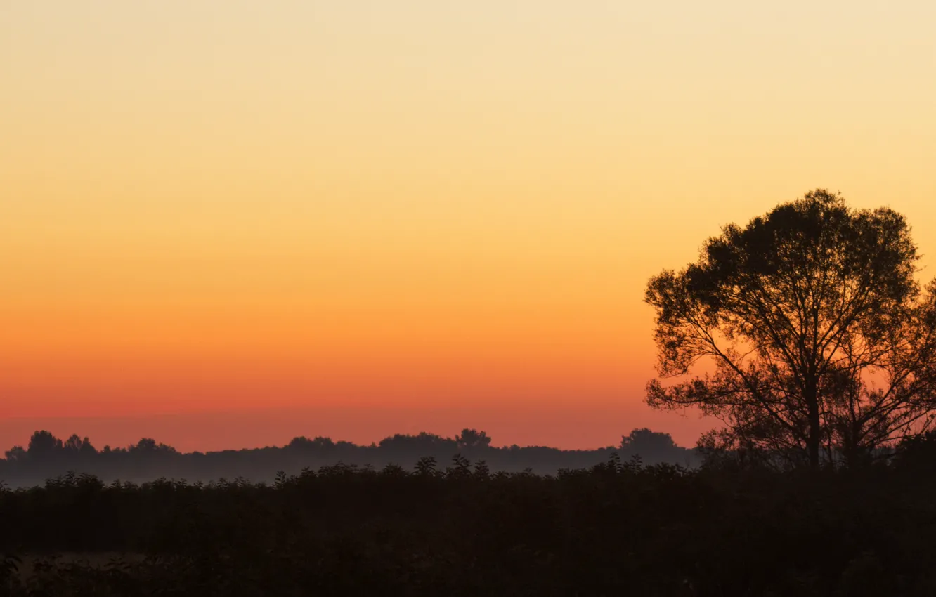 Фото обои лес, небо, солнце, деревья, красный, природа, туман, восход