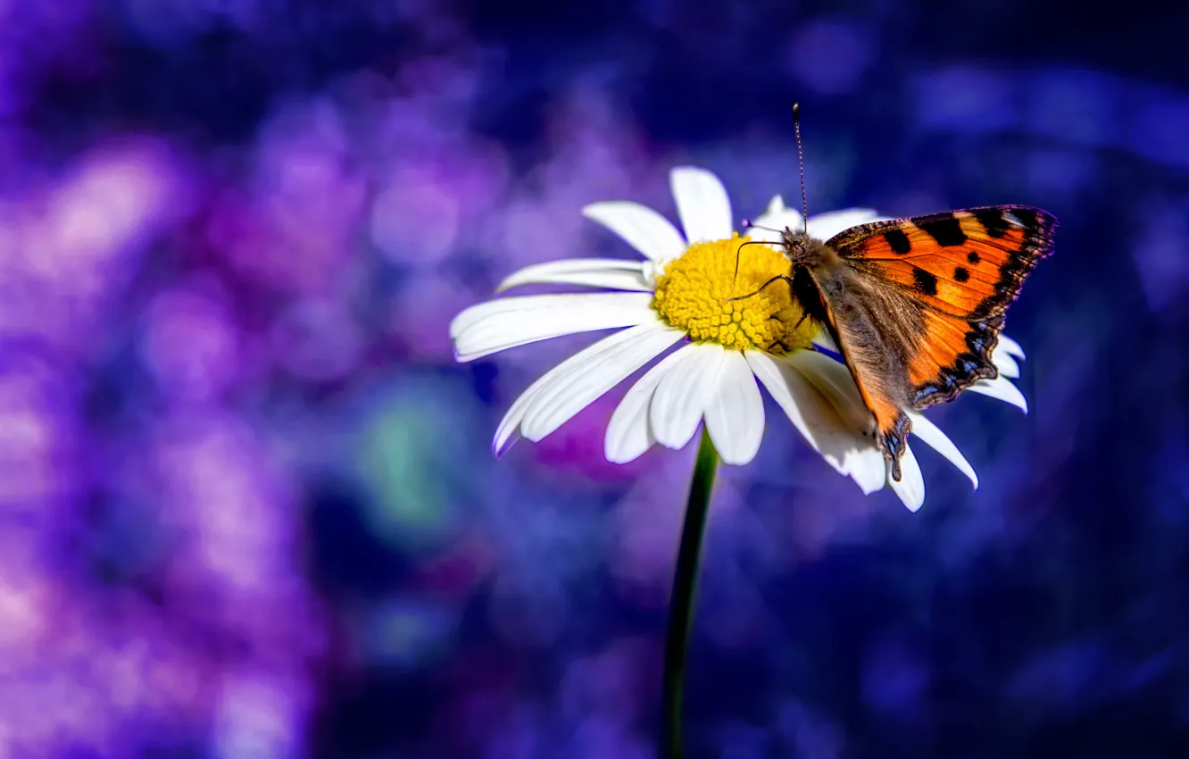 Фото обои бабочка, размытие, ромашка, боке