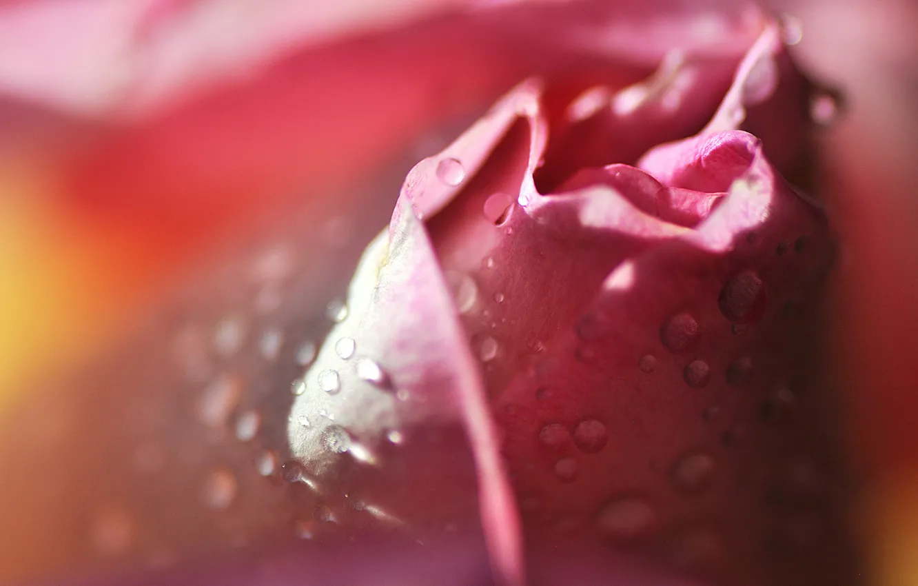 Фото обои цветок, капли, розовая, роза, лепестки