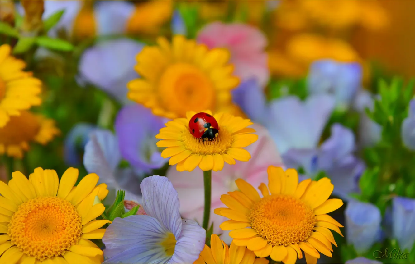 Фото обои Цветы, Божья коровка, Flowers