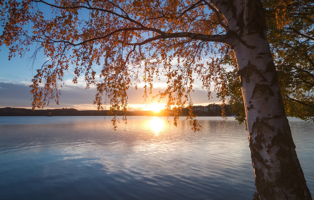 Фото обои осень, закат, ветки, озеро, дерево, берёза, Финляндия, Finland