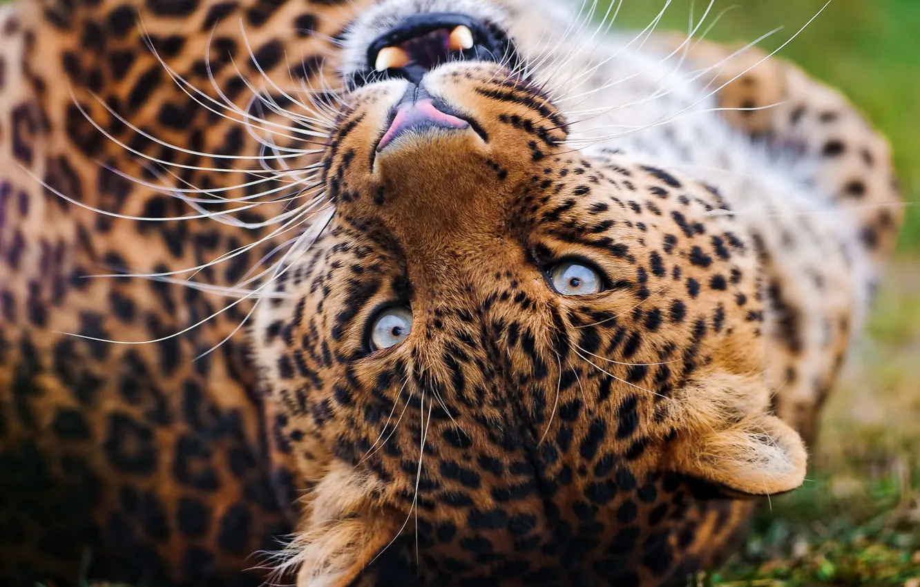 Фото обои усы, взгляд, морда, леопард, оскал, играет, leopard