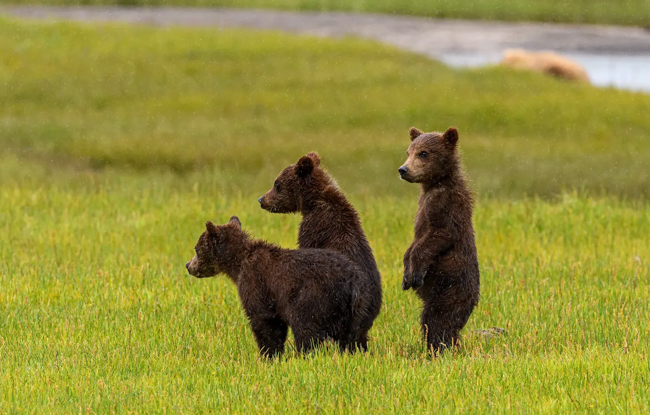 Фото обои поляна, медведь, медведи, медвежата, трио, три медвежонка