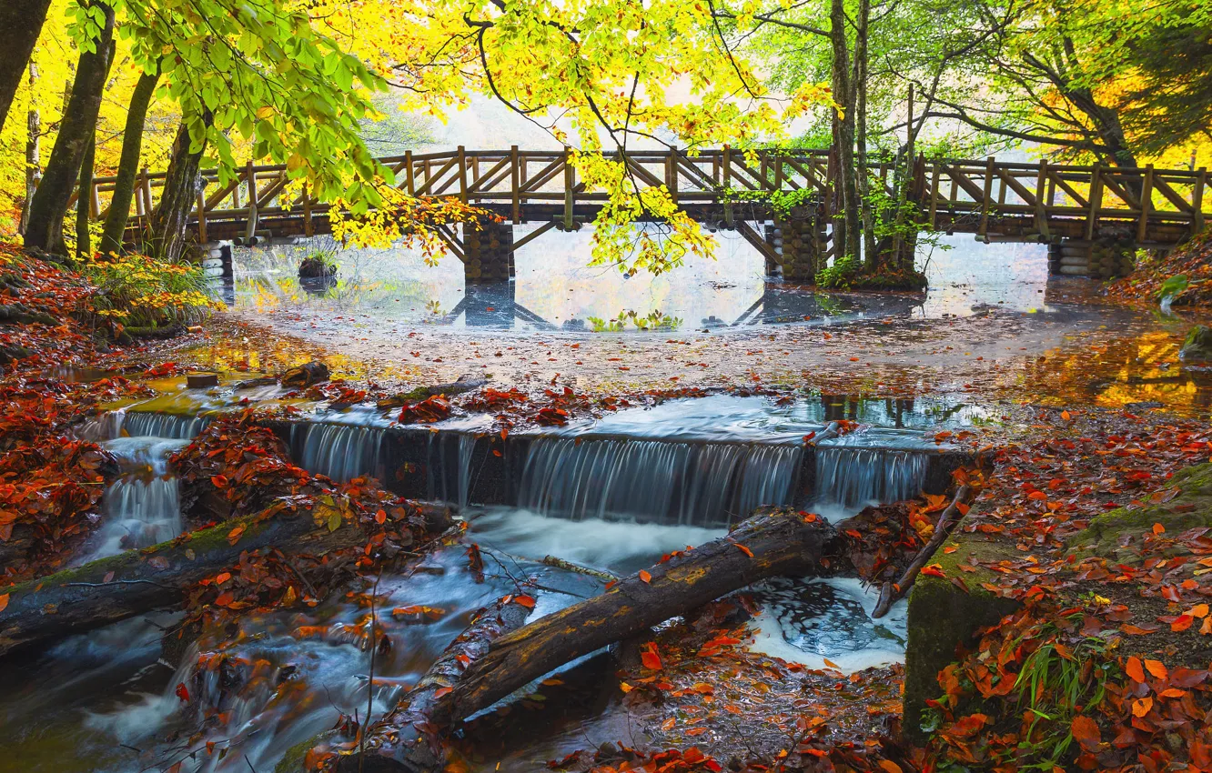 Фото обои осень, листья, деревья, ветки, мост, природа, туман, течение