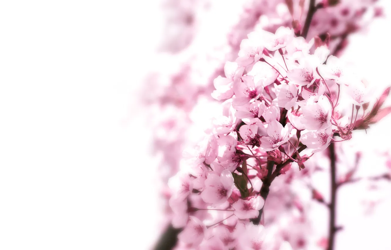 Фото обои макро, фон, дерево, розовый, япония, сакура